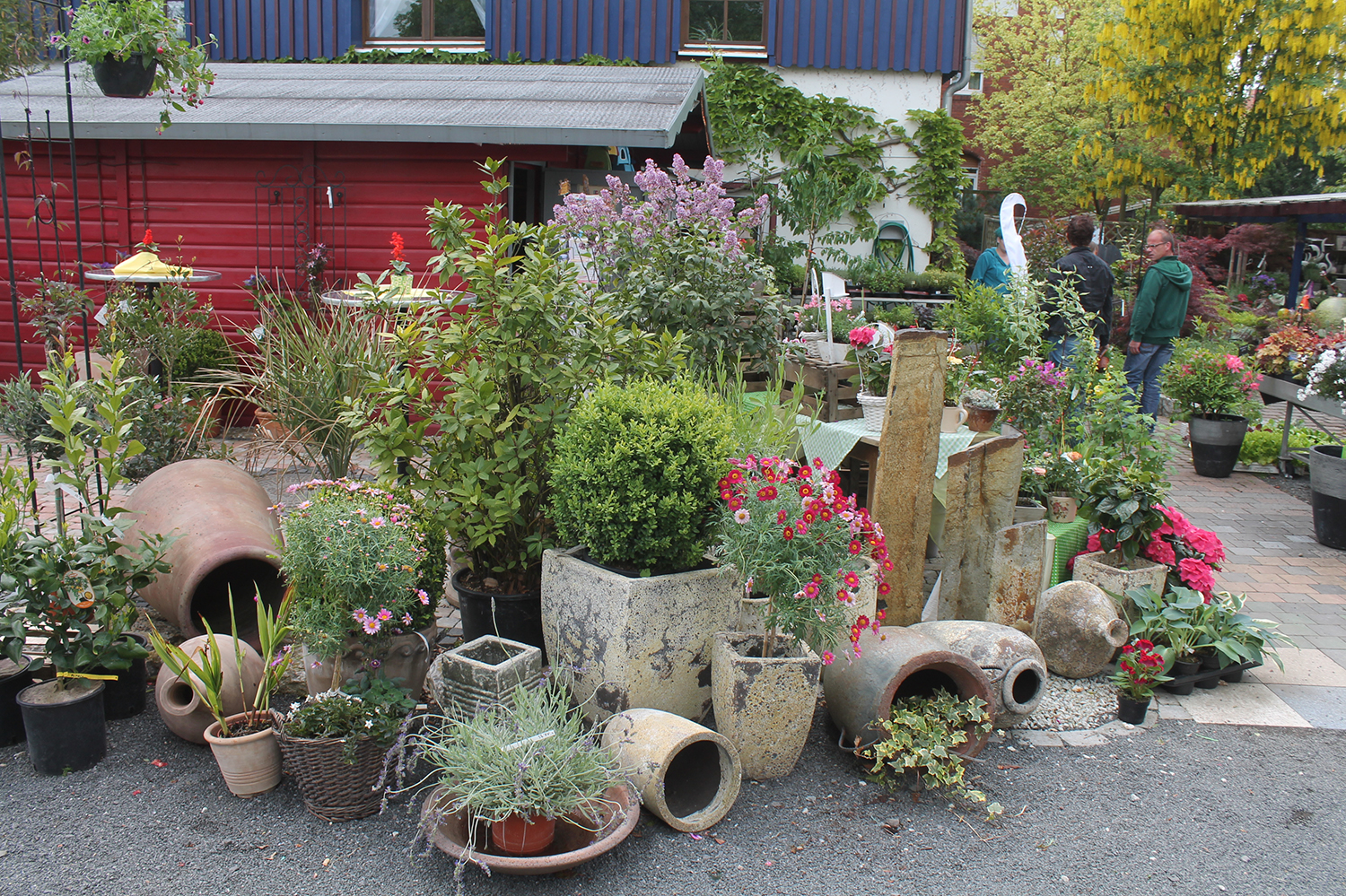 Pflanzen & Gärten – Garten und Landschaftsbau Koch